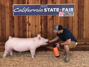 CHAMPION FFA YORK BARROW – 2017 California State Fair