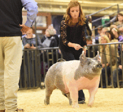 SALE QUALIFYING, 2ND HEAVYWEIGHT – 2015 National Western Stock Show