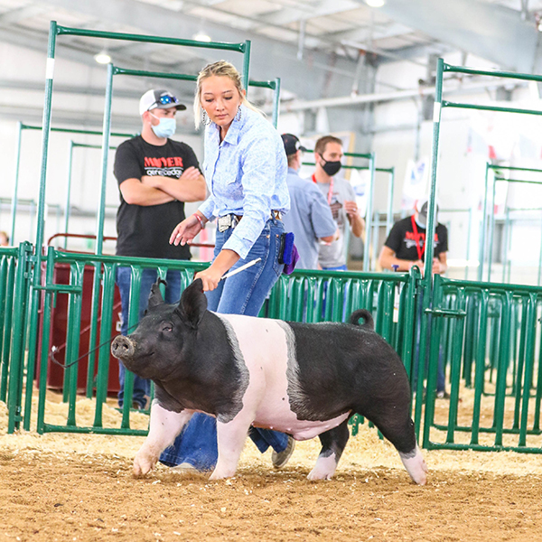 4TH OVERALL – 2020 Butler County, OH, 2ND IN CLASS  – 2020 Ohio Youth Livestock Expo