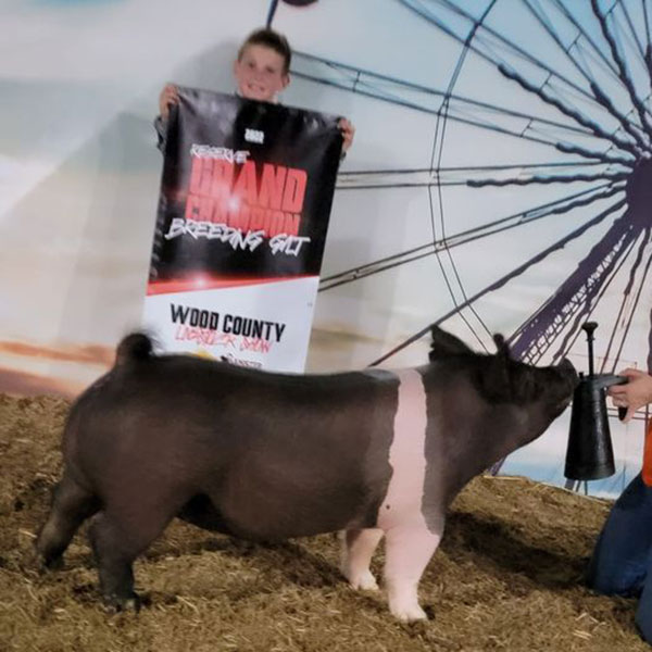 RESERVE GRAND CHAMPION BREEDING GILT – 2022 Wood County Fair Open Show, OH