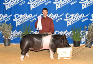 RESERVE MIDDLE WEIGHT HAMPSHIRE BARROW – 2013 San Antonio Livestock Show