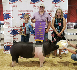 3RD OVERALL MARKET HOG, CHAMPION DIVISION III – 2018 Clark County, OH