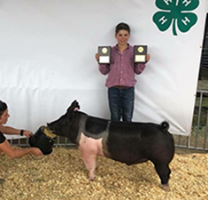 3RD OVERALL MARKET BARROW -2018 Champaign County, OH