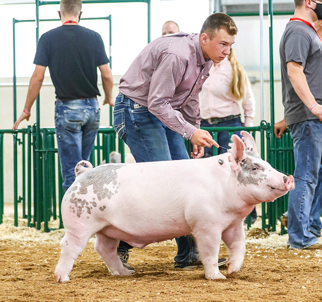 5TH OVERALL OTHER CROSS DIVISION 2 – 2020 Ohio Youth Livestock Expo