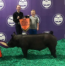 RESERVE DIVISION I CROSSBRED GILT – 2018 Michigan Livestock Expo