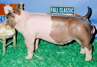 GRAND CHAMPION OVERALL WEANLING MALE – 2015 Fall Classic