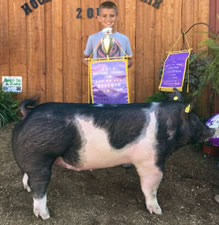 RESERVE CHAMPION OVERALL & GRAND CHAMPION BARROW – 2016 Hocking County, OH