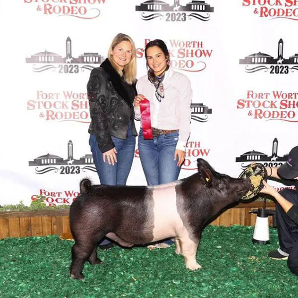 2ND PLACE HAMP – 2023 Fort Worth Stock Show, TX