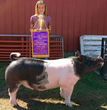 GRAND CHAMPION OVERALL – 2016 Hocking County, OH