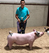RESERVE MIDDLEWEIGHT GILT – 2018 Crawford County, OH