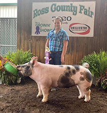 RESERVE DIVISION MARKET GILT – 2020 Ross County Fair, OH
